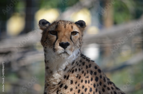 portrait of a cheetah
