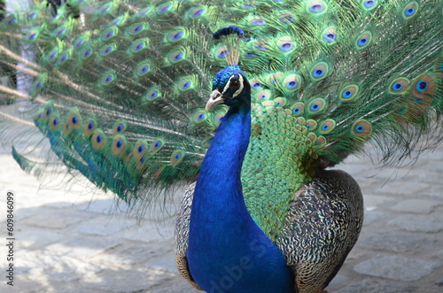 peacock with feathers out