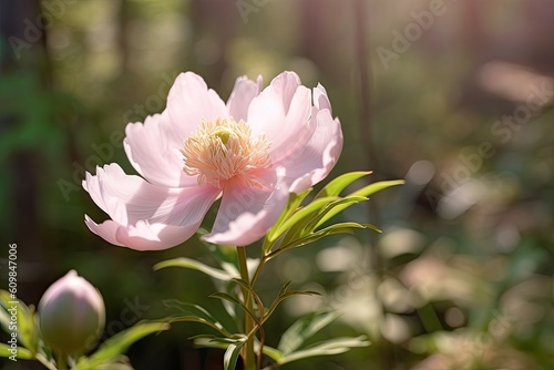 Portrait beautiful peony flower with light exposure AI Generative