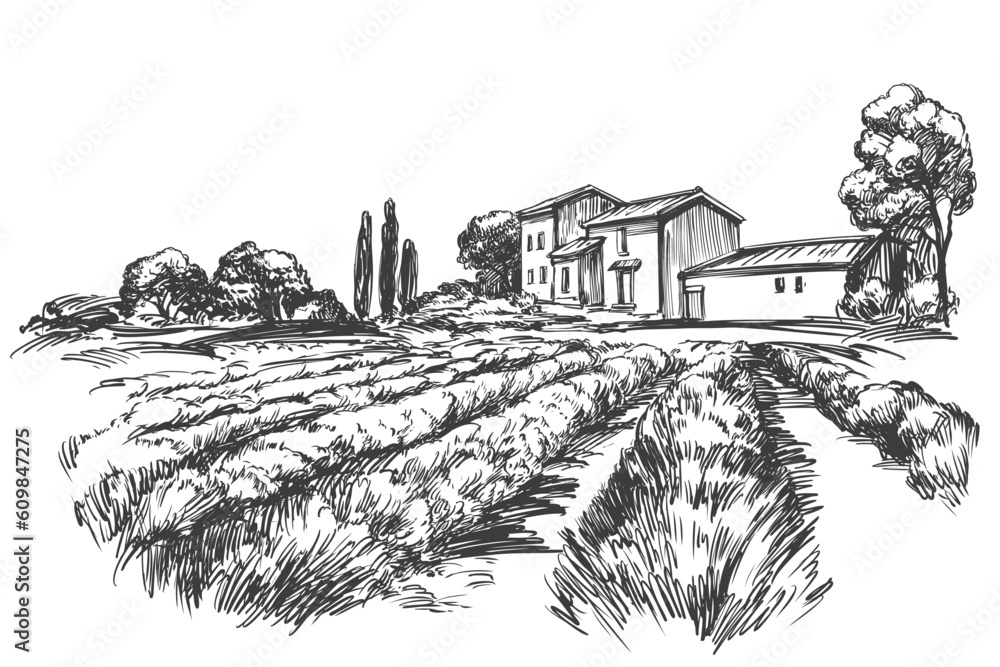 beautiful rural summer landscape of a lavender field with a rustic house, a trip to Europe, hand drawn vector illustration realistic sketch.