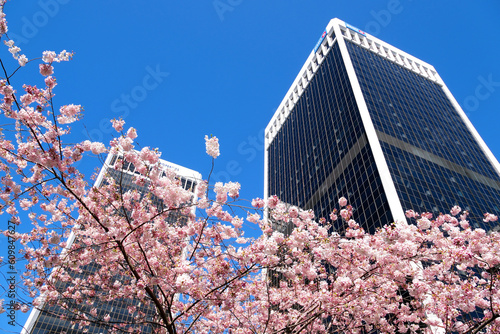 Burrard Station trees bloom in spring near skyscrapers and skytrain station magnolia cherry blossom sakura white and rose flowers engulf downtown Canada Vancouver 2023 photo