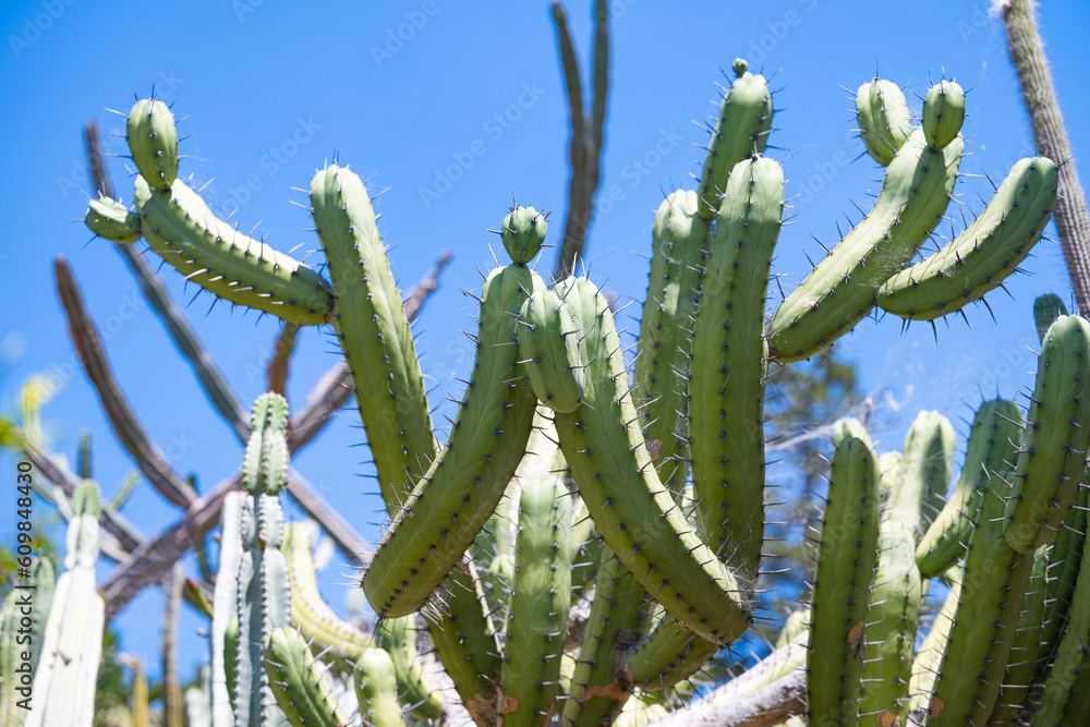 growing cacti on a sunny day growing cacti on a sunny day