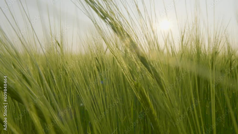 Slider shot of verdant barley swaying in farm land, backlit by sun Slider shot of verdant barley swaying in farm land, backlit by sun