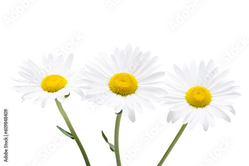 large beautiful chamomile isolated