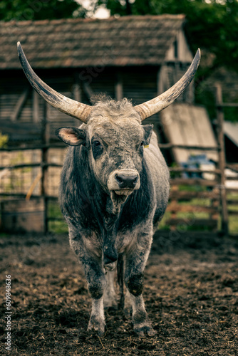 white buffalo standing in the mud on a farm.white front photography of a white buffalo