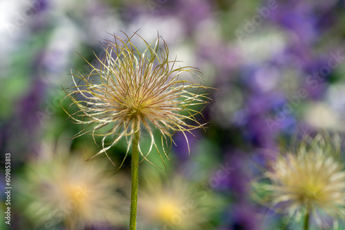 Wildblumen