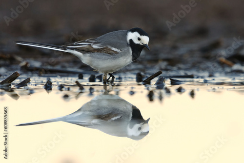 White wagtail (Motacilla alba) feeding in the wetlands in spring.