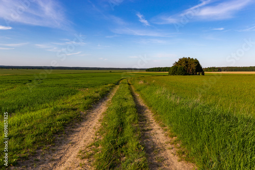 Rural road and agriculture fields. Summer day.