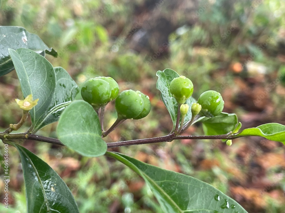 Fototapeta premium gooseberries on a branch