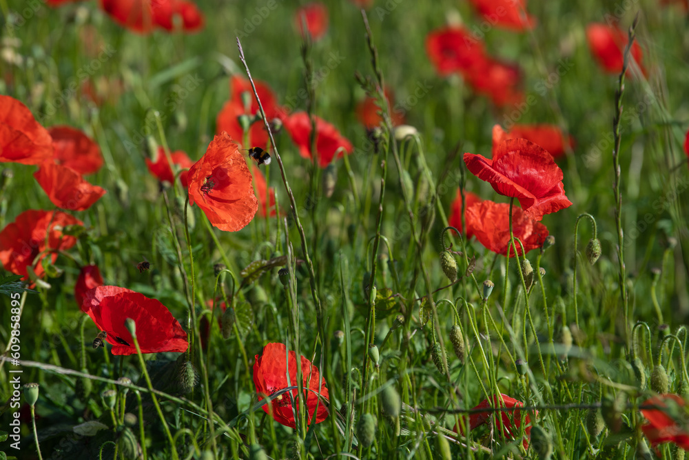 Bees pollinate wild red poppy flowers in the meadow, High quality photo Bees pollinate wild red poppy flowers in the meadow, High quality photo