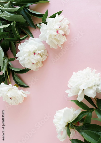 Beautiful white peonies flowers frame isolated on pink background with copy space. Flowers template.Floral card .