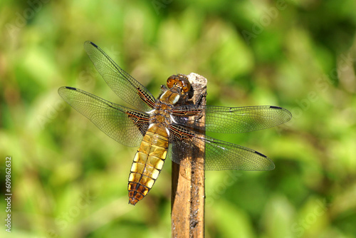 Close up female Libellula depressa, the broad-bodied chaser or broad-bodied darter of the family Libellulidae. On a bamboo stck. Faded Duch garden, June. © Thijs de Graaf