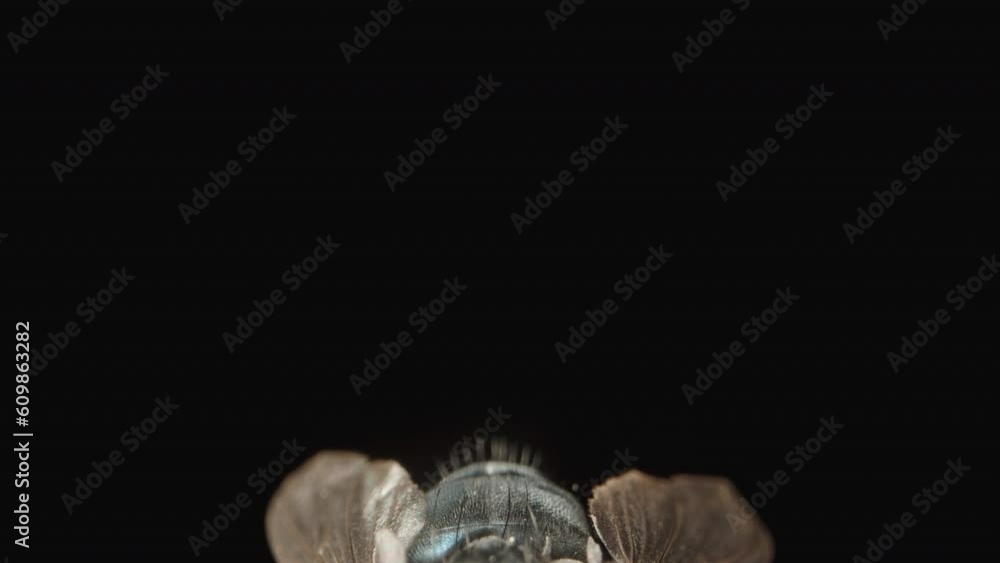 A green fly on a black background. Dolly slider extreme close-up. A green fly on a black background. Dolly slider extreme close-up.