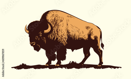 American Bison, buffalo. Hand drawn vector illustration.