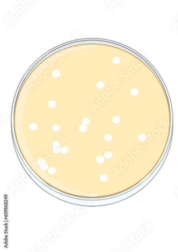 Phage display in petri - Plaque assay