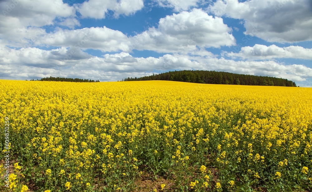 Rapeseed, canola or colza field in Latin Brassica Napus