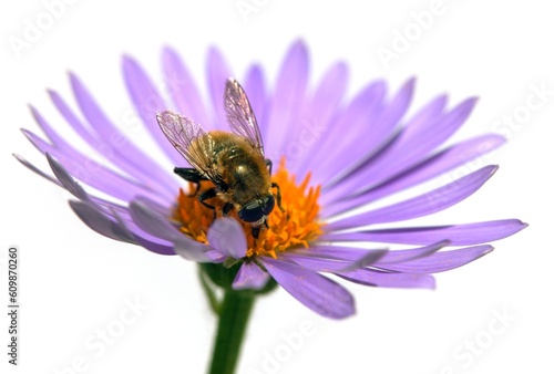 bee honeybee honey Apis Mellifera flower isolated © Daniel Prudek