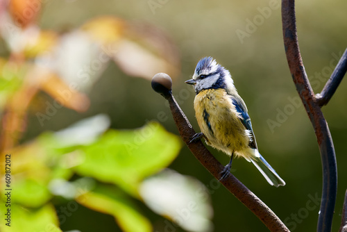 Small blue tit Songbird sitting in a rose bush in soft sun light, close up image