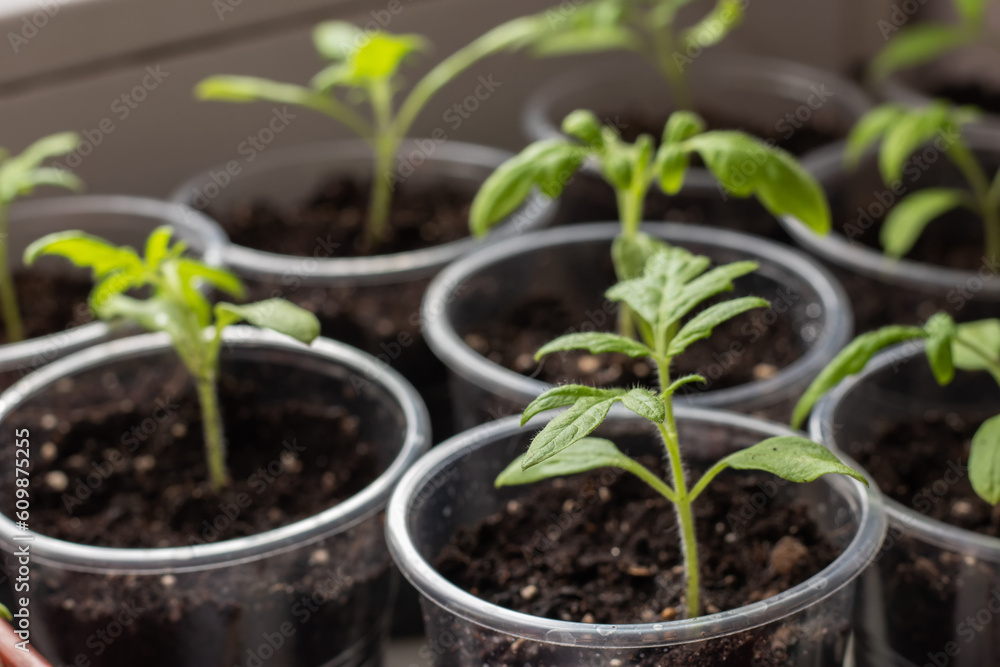 Tray with green seedlings, fresh and green vegetable seedlings growing in pots microplants Tray with green seedlings, fresh and green vegetable seedlings growing in pots microplants