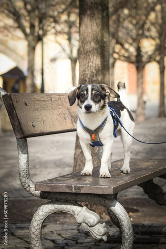 Fototapeta Naklejka Na Ścianę i Meble -  Dog is standing on bench. Dog is in city center in Prague.