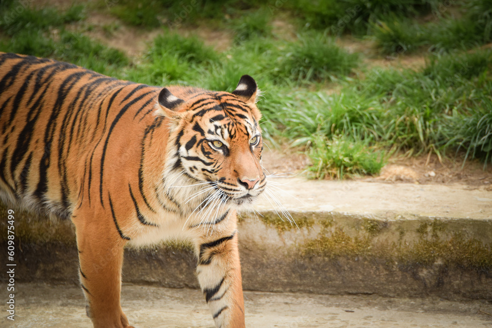 Asian tiger is going in zoo habitat. He is waiting for animal caretaker. Asian tiger is going in zoo habitat. He is waiting for animal caretaker.