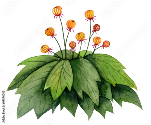 Obraz na plátně Watercolor fantasy bush with round orange flowers illustration isolated on white background