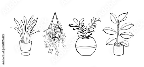 Set of plants Sansevieria, Crassula, money tree, ivy, ficus. Houseplants hand drawn. Isolation on white background.