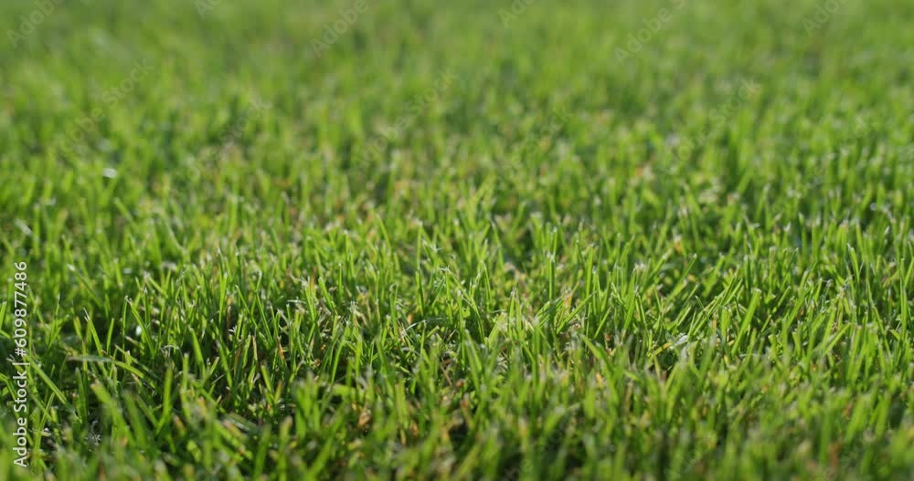 Lush green grass on the lawn, trimmed evenly. Slider shot Lush green grass on the lawn, trimmed evenly. Slider shot