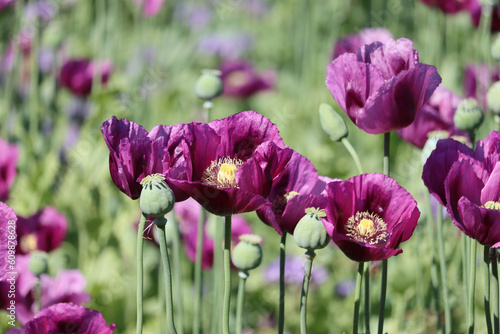 Field of purple poppy flowers