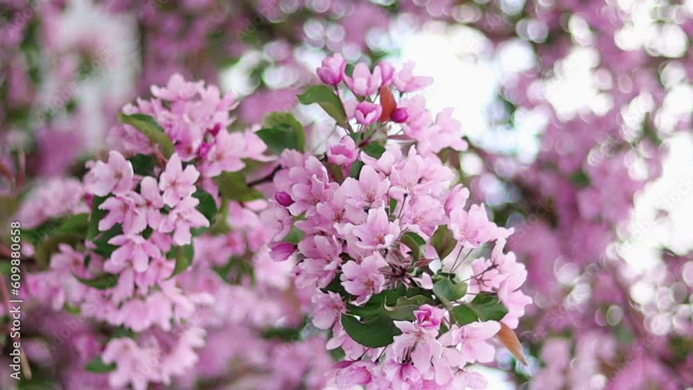 Slow motion, smooth camera movement, close-up of pink apple flowers against bokeh background. Vertical video for smartphones and social networks. Slow motion, smooth camera movement, close-up of pink apple flowers against bokeh background. Vertical video for smartphones and social networks.