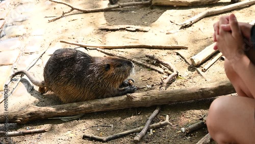 A wild rakali water rat (Hydromys chrysogaster) swimming  and looking for food on the touristic place. photo