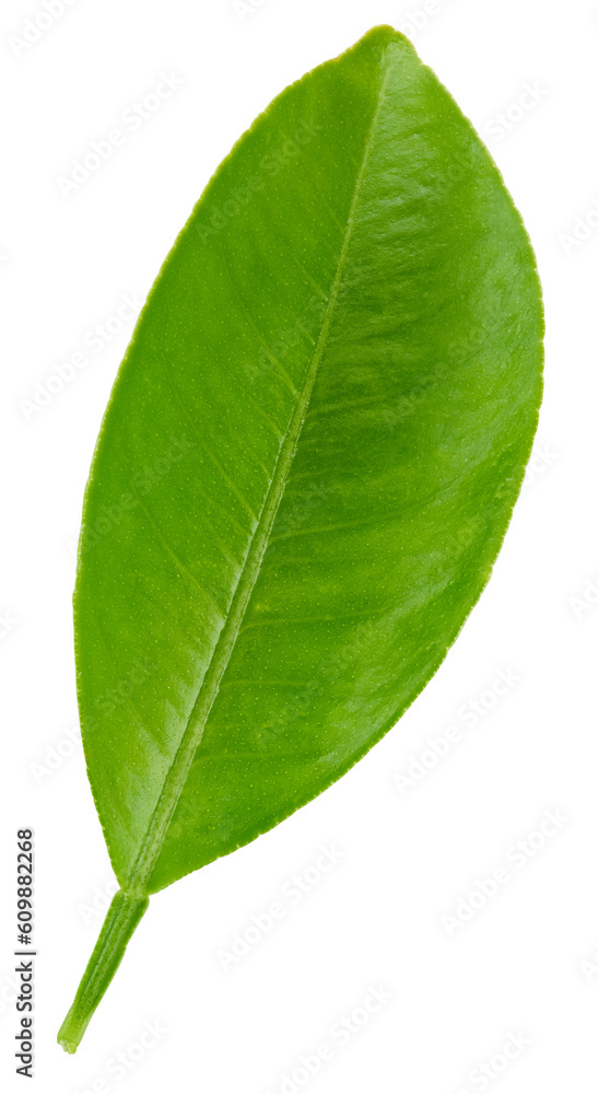 Obraz premium Citrus leaves isolated