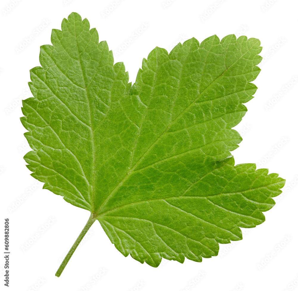 Currant leaves isolated Currant leaves isolated