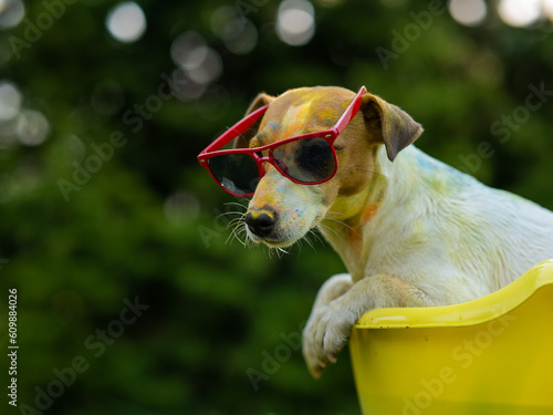 Fototapeta Naklejka Na Ścianę i Meble -  Jack russell terrier dog in sunglasses washes in a yellow basin outdoors. 