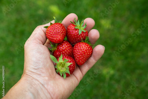 Frische rote Erdbeeren in der Hand vor grünem Hintergrund