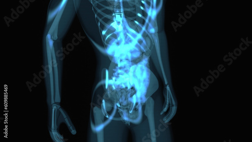 Abstract 3D anatomy of the digestive system