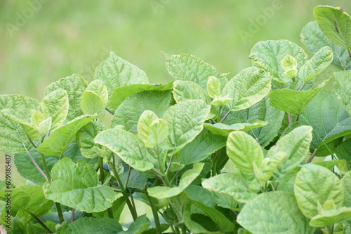 Wallpaper Mural summer leaves in the grass backgrounds Torontodigital.ca