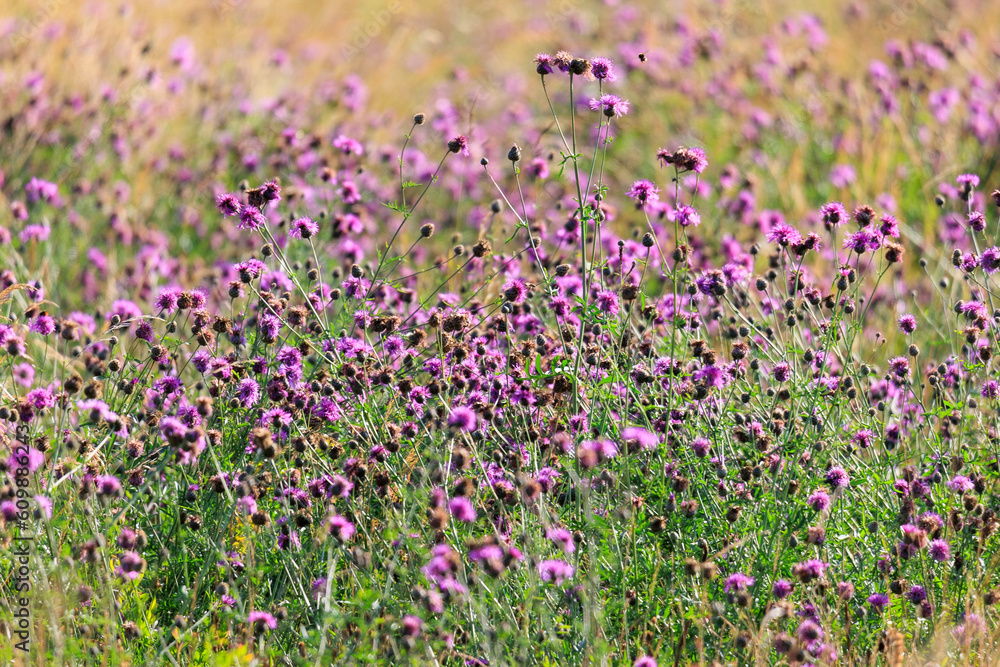 A field full of blue thistles A field full of blue thistles