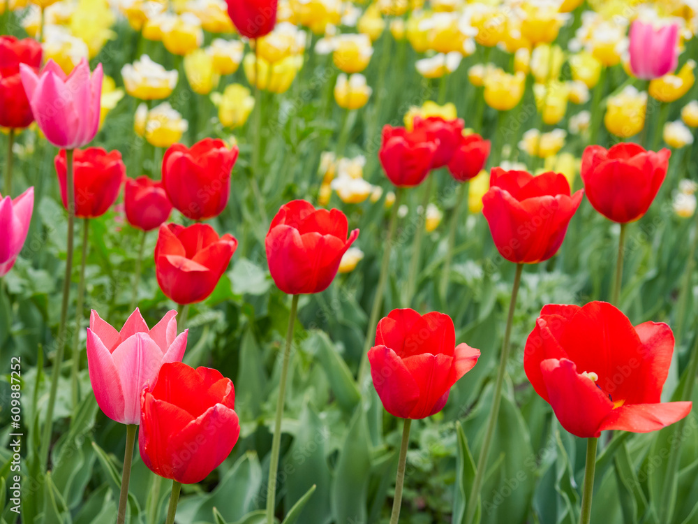 Fototapeta premium Field of colorful tulips red tulips field many red flowers spring flowers field tulip red tulips yellow tulips pink flowers field