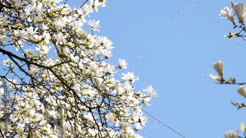 Blooming cherry blossom Magnolia merrill magnolia loebneri kache merrill High quality 4k footage photo