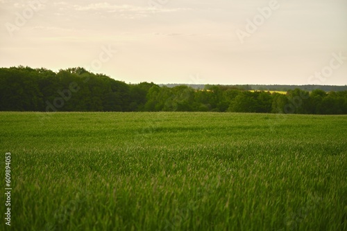 Green vibrant field in spring