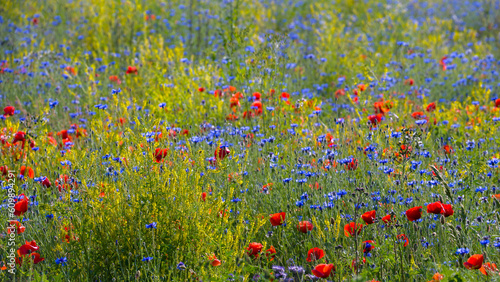 Red poppies and blue cornflowers on blooming meadow