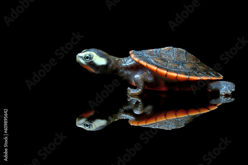 Red-bellied short-necked turtle (Emydura subglobosa), or Pink-bellied side-necked turtle, or Jardine River turtle, with the reflection.