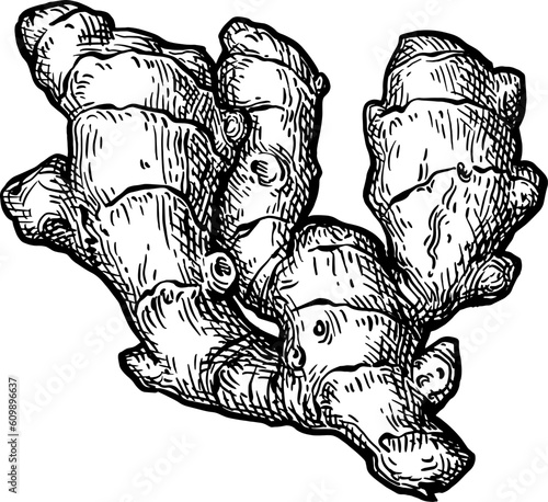 Fresh ginger root ink sketch.