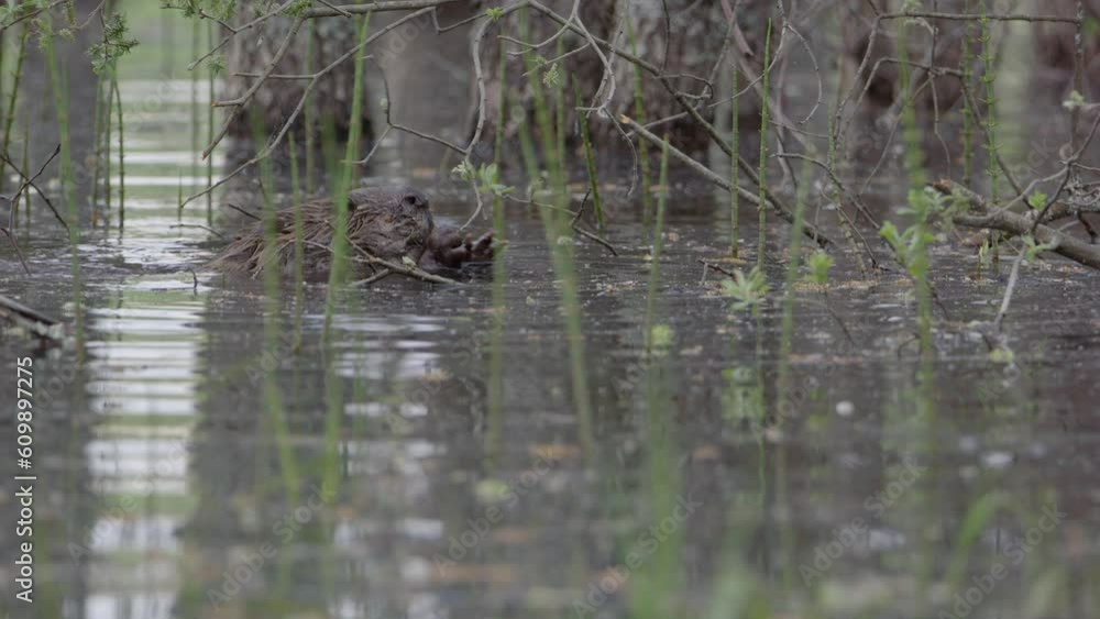 Swimming beaver uses forepaws to grab and munch foliage hanging from branch Swimming beaver uses forepaws to grab and munch foliage hanging from branch
