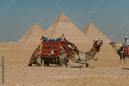 camel in the desert pyramids