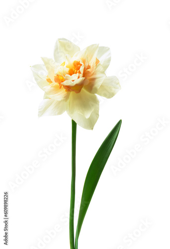 Spring floral border, beautiful fresh daffodils flowers, isolated on white background.
