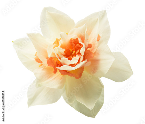  daffodil isolated on a white background
