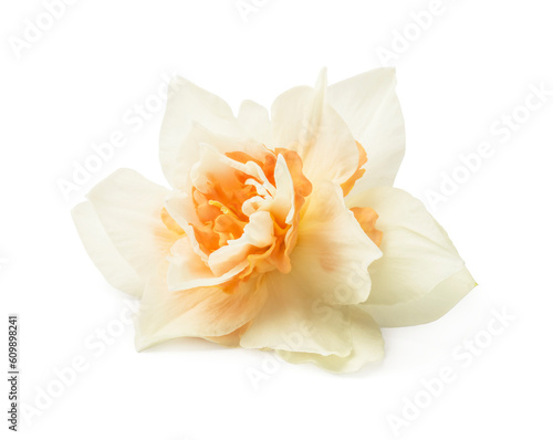  daffodil isolated on a white background
