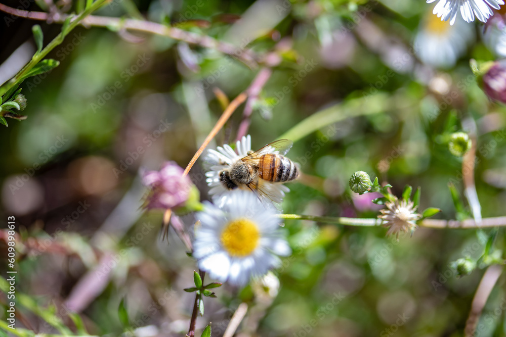 bees pollinating some daisies with high bokeh bees pollinating some daisies with high bokeh